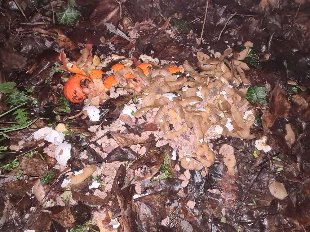 Giftköder-Erneut Futter evtl Giftköder ausgelegt-Profilbild