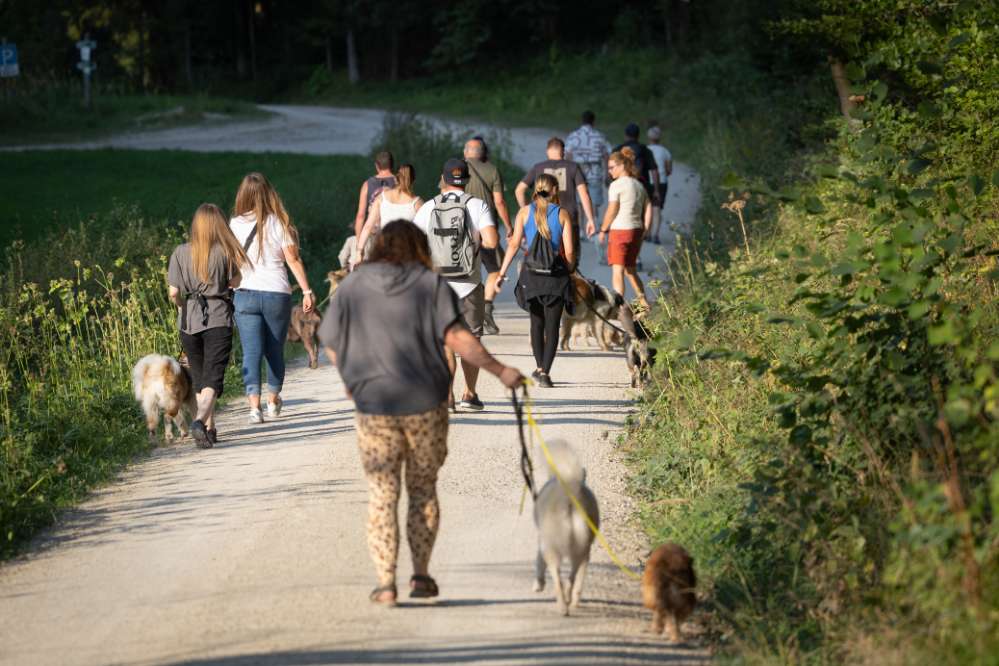 Hundetreffen-Social-Walk/Gassi Treffen-Profilbild