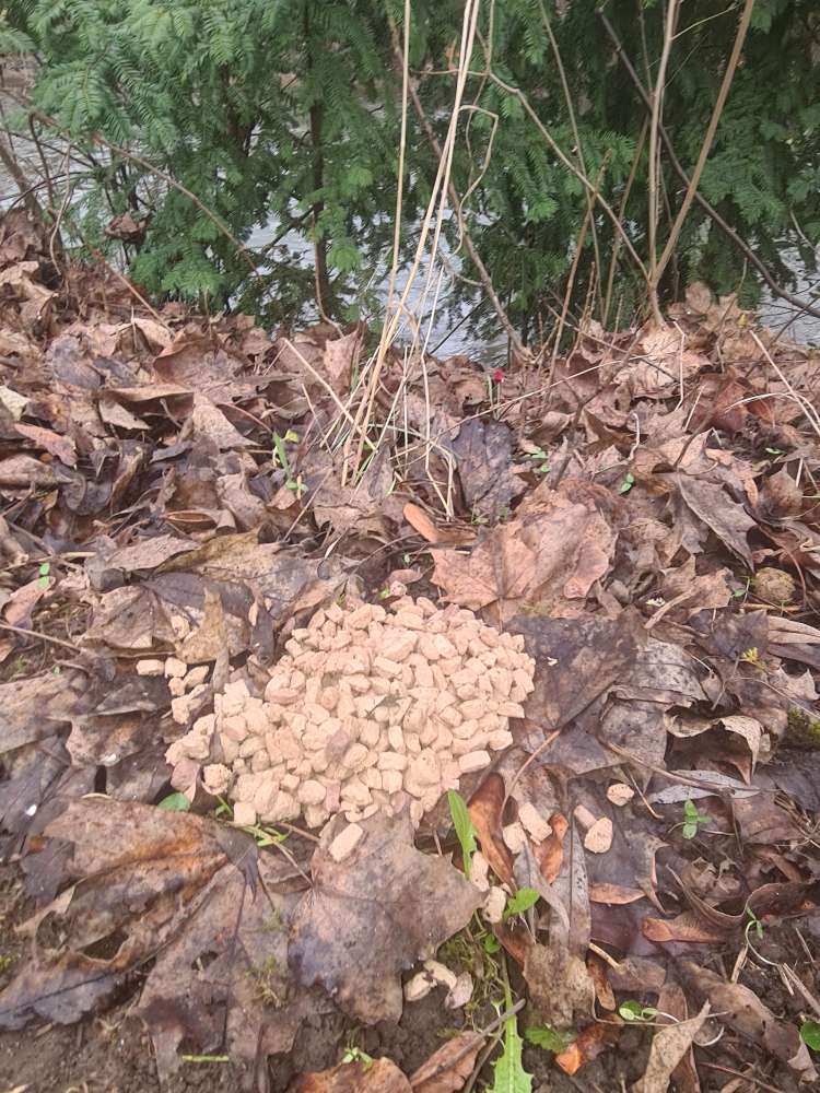 Giftköder-Futter ausgelegt evtl Giftköder-Profilbild