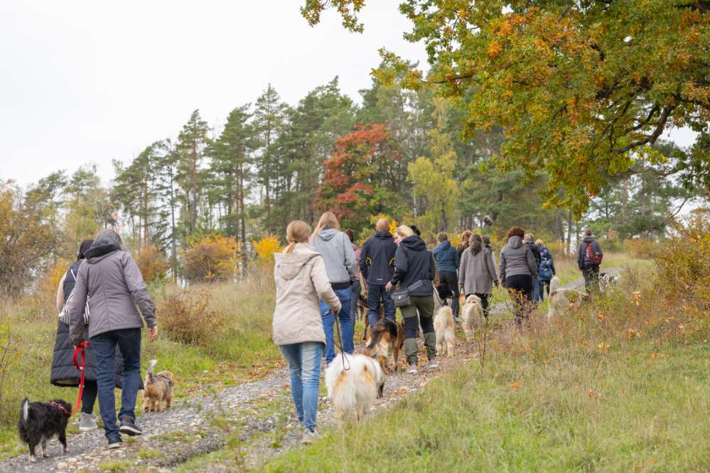 Hundetreffen-Social-Walk 04.10.2026-Profilbild