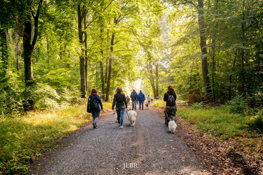 Hundetreffen-Social-Walk 08.08.26 Callenberger Forst-Profilbild