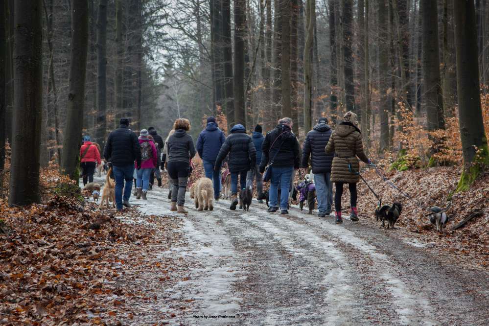 Hundetreffen-Social Walk am Lauterberg-Profilbild