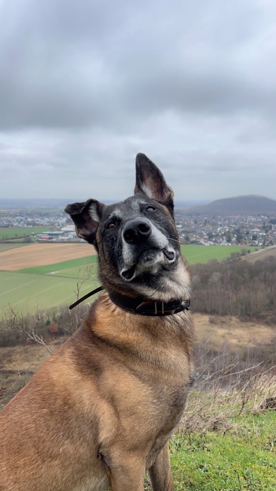Hundetreffen-Aktiver Spielpartner für Storm gesucht-Profilbild