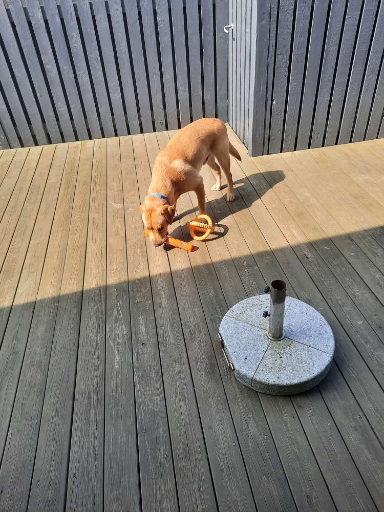 Hundetreffen-Labrador 16 Monate sucht Spielpartner-Profilbild