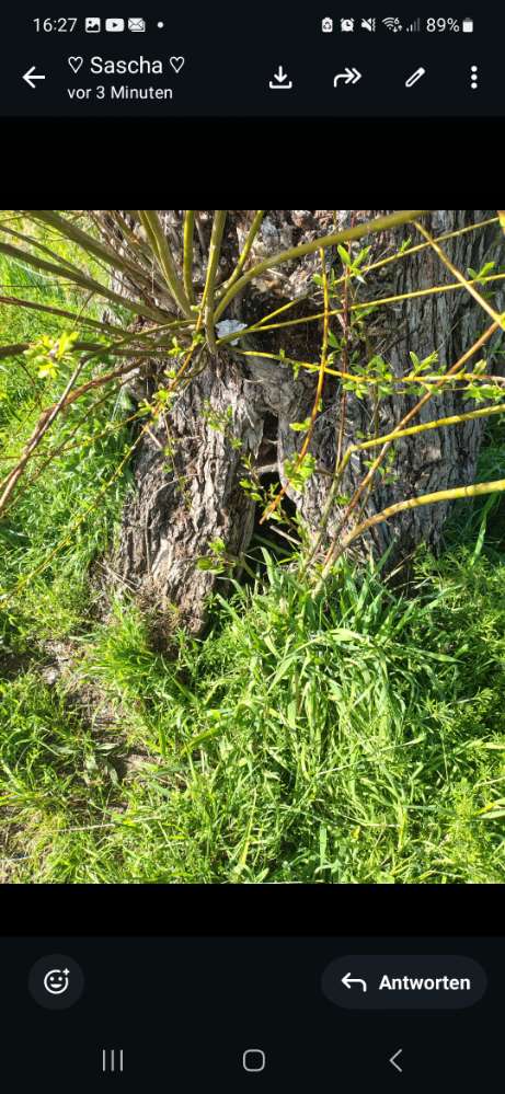 Giftköder-Evtl. Giftköder-Profilbild