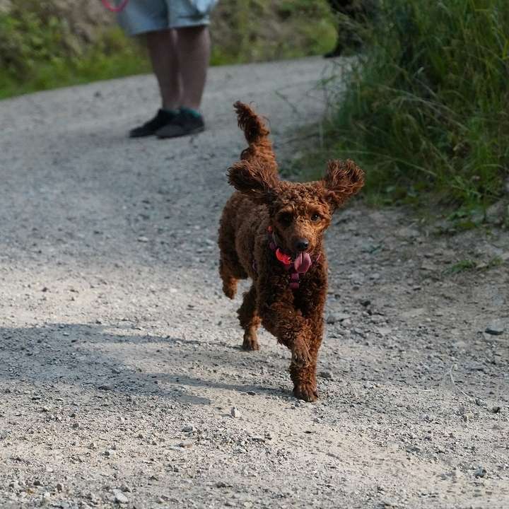 Hundetreffen-Hundefreunde gesucht-Profilbild