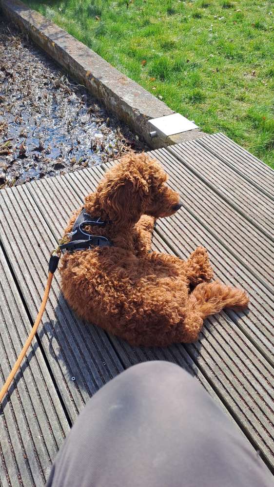 Hundetreffen-Spaziersitzen-Profilbild