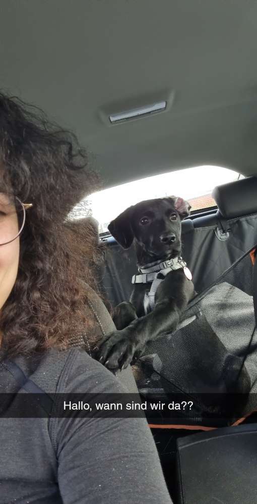 Hundetreffen-Spielfreunde gesucht 🐶-Profilbild