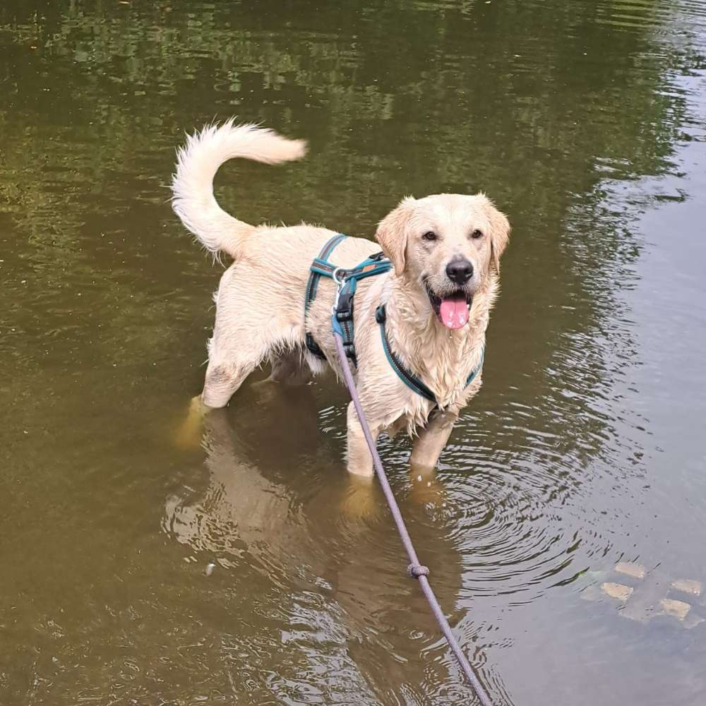 Hundetreffen-Zusammen Spazieren und Spielen-Profilbild