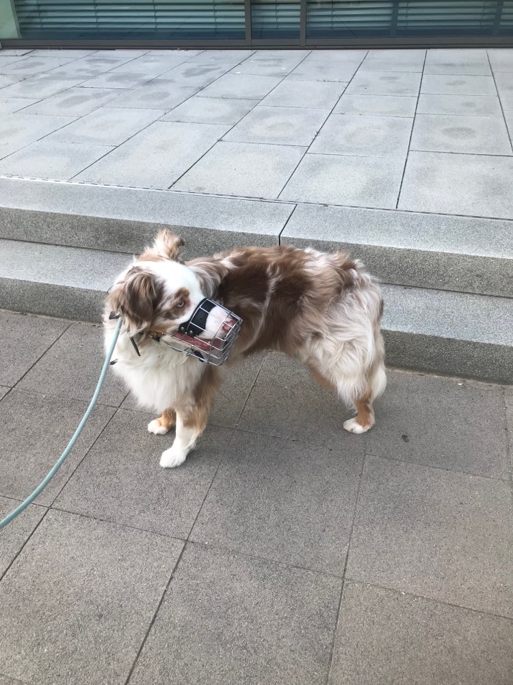 Hundetreffen-Gemeinsames Spazierengehen ohne Kontakt-Profilbild