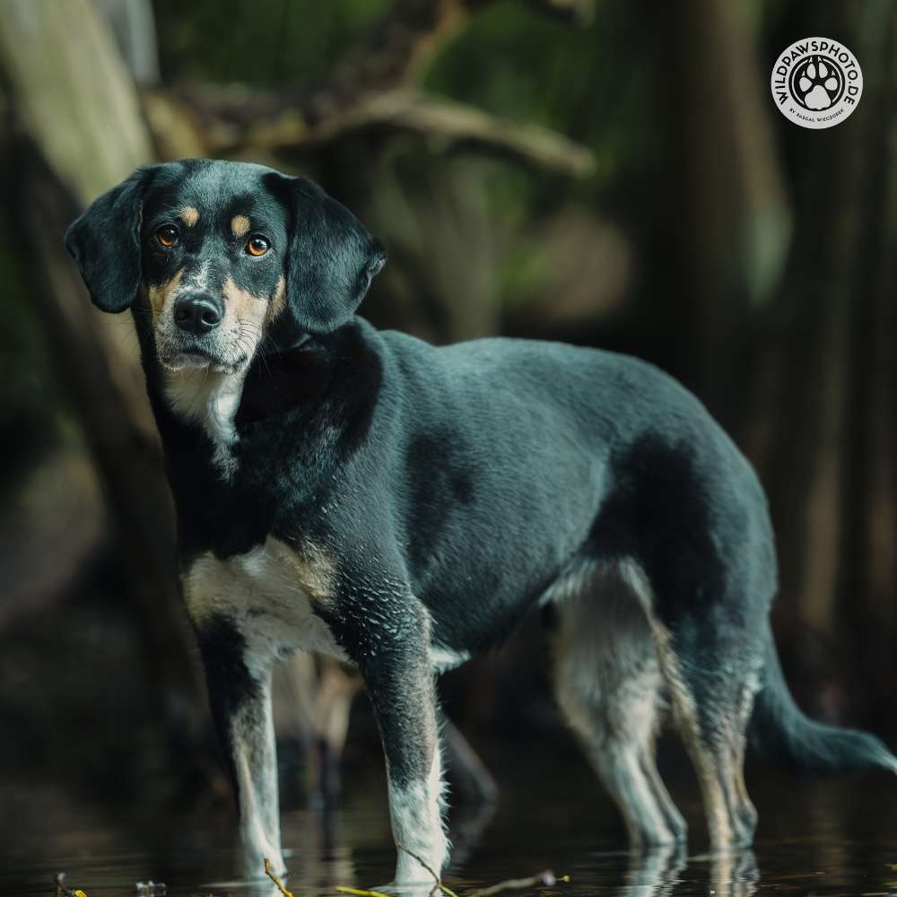 Hundetreffen-Gassirunde mit Wynter-Profilbild