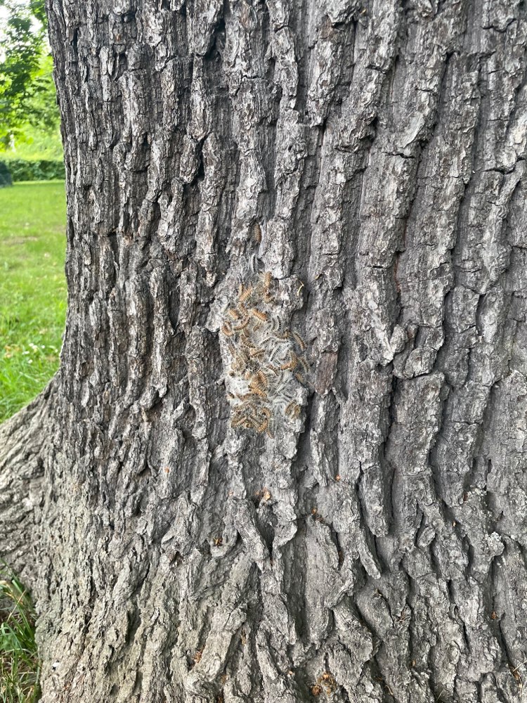 Giftköder-Eichenprozessionsspinner!!-Profilbild