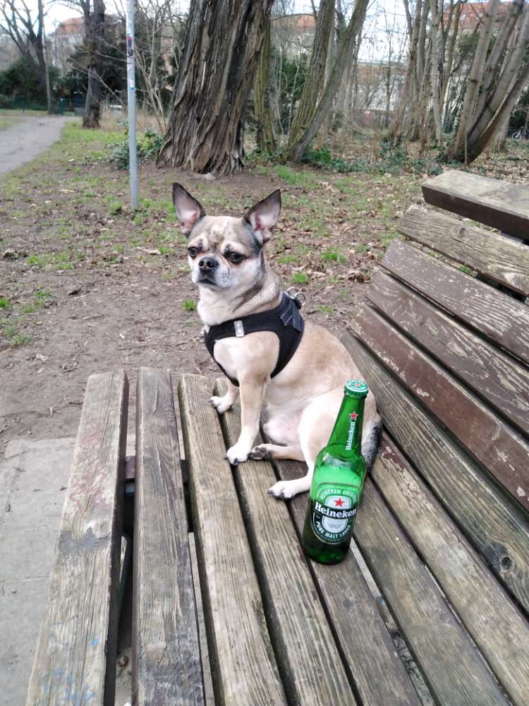 Hundetreffen-Wir suchen Hunde Freunde für gemeinsame Aktivitäten-Profilbild