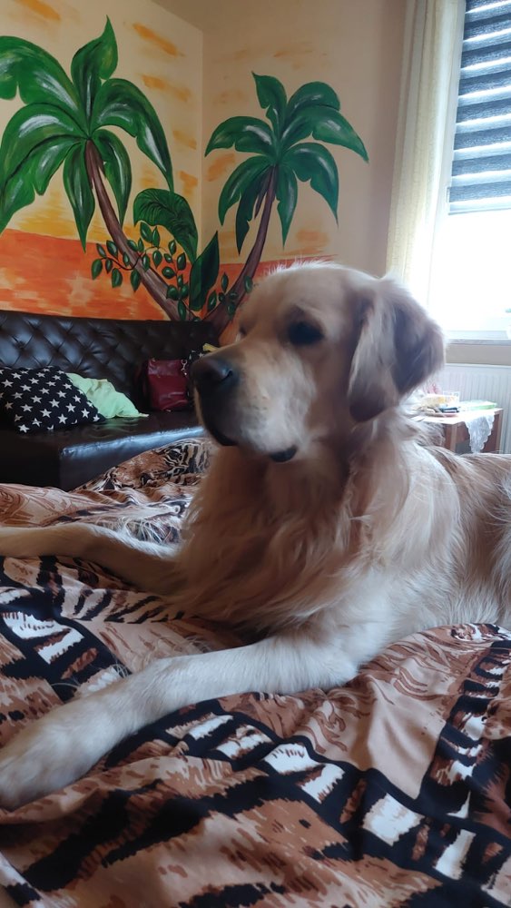 Hundetreffen-Mein Richi mag nicht mehr alleine seine Gassirunden gehen, er ist 20 Monate alt, nicht kastriert.-Profilbild