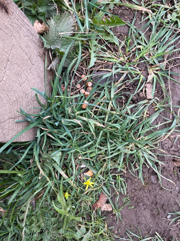 Giftköder-Giftköder-Profilbild