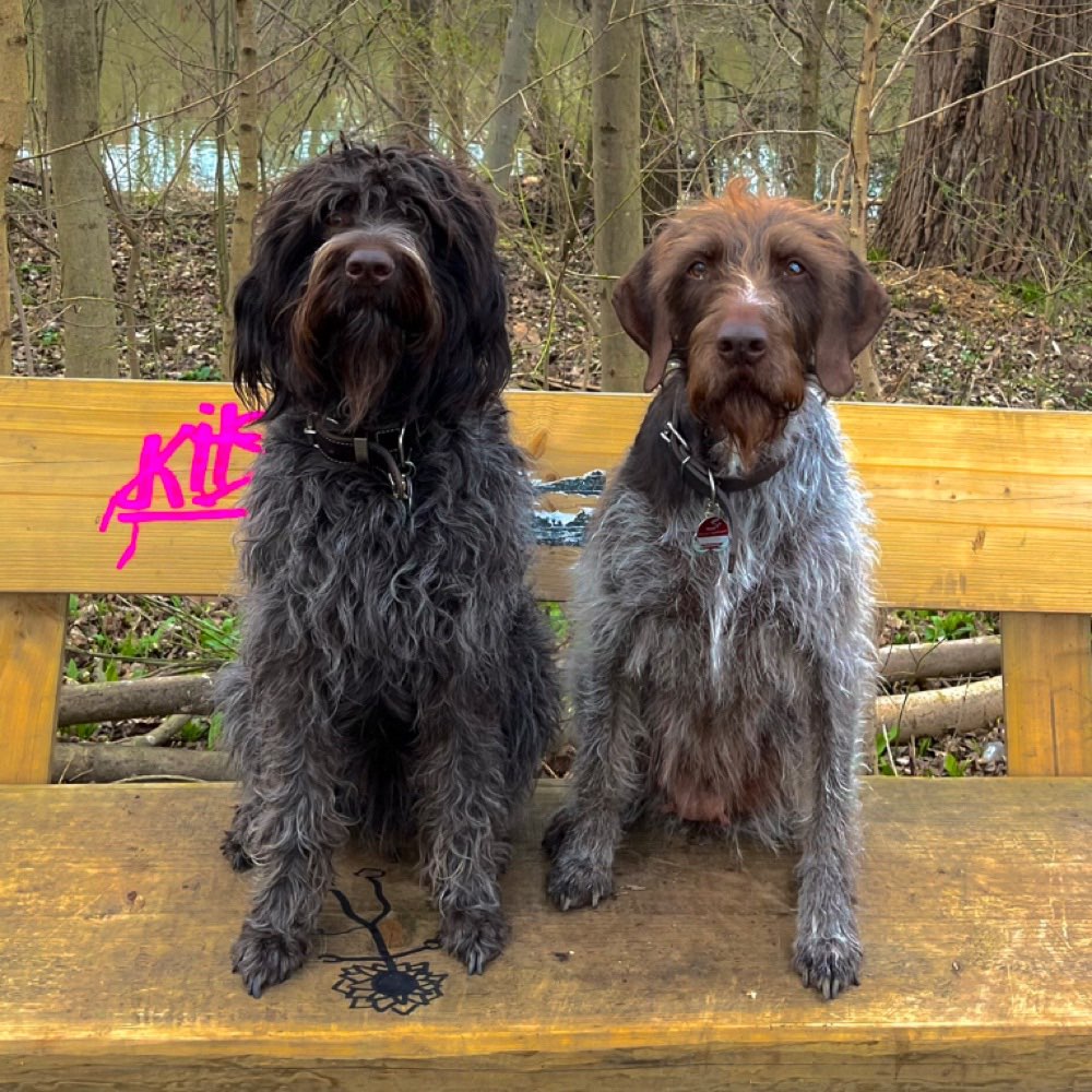 Hundetreffen-Suchen Hundebegegnung und spazieren-Profilbild