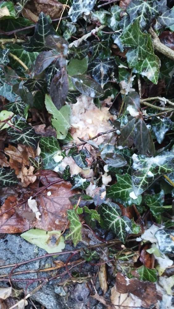 Giftköder-Erbrochenes / Giftköder?-Profilbild