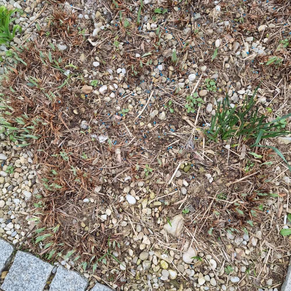 Giftköder-Blaukorn-Profilbild