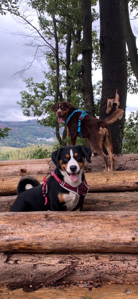 Hundetreffen-Spielrunde-Profilbild