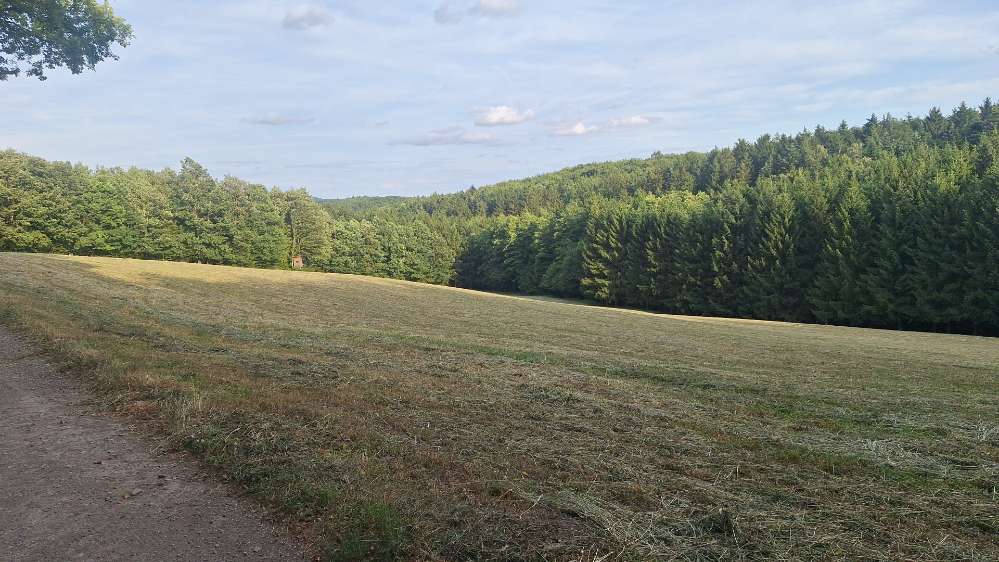 Hundetreffen-Gassirunde in Wienerwaldgemeinde, Mödling, NÖ-Profilbild