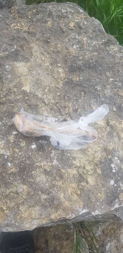 Giftköder-Eventueller Giftköder (Knochen mit Gift)-Profilbild