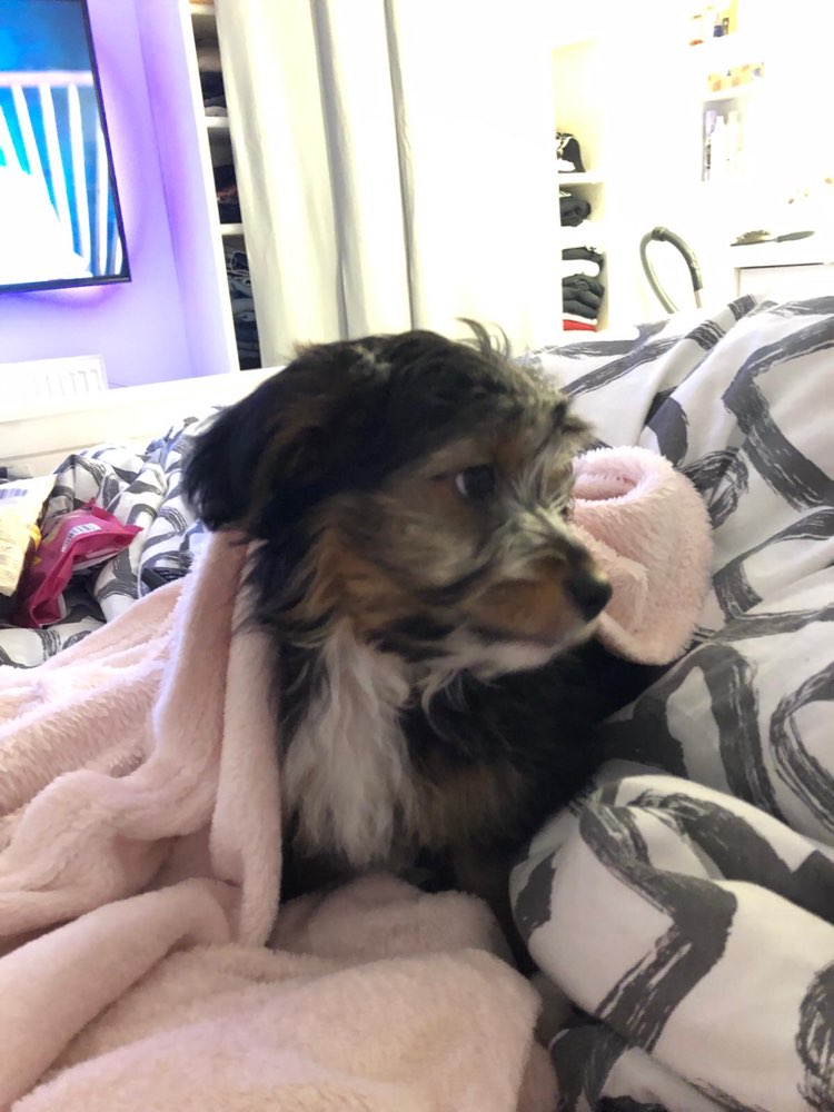 Hundetreffen-Spielpartner für Welpe-Profilbild