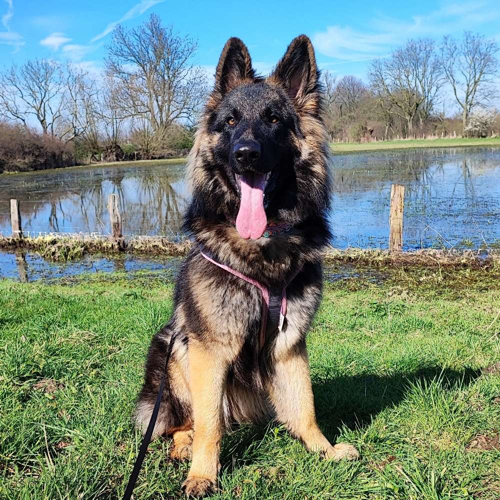 Hundetreffen-Hundebegegnungen trainieren-Profilbild