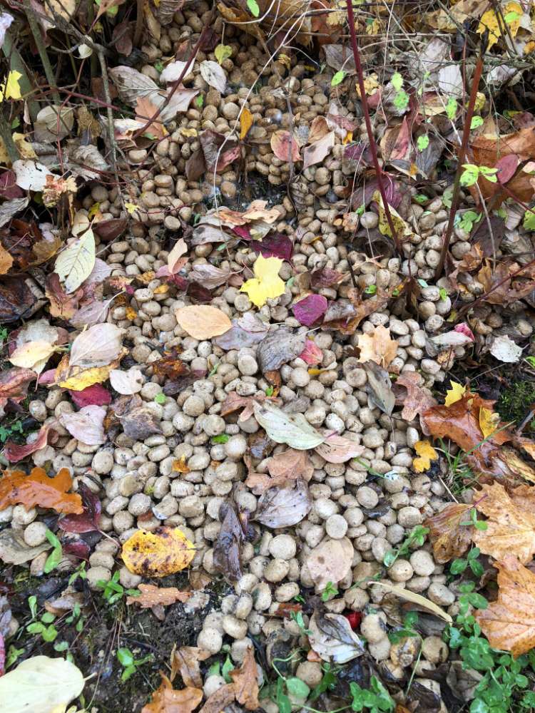 Giftköder-Verdacht Giftköder-Profilbild