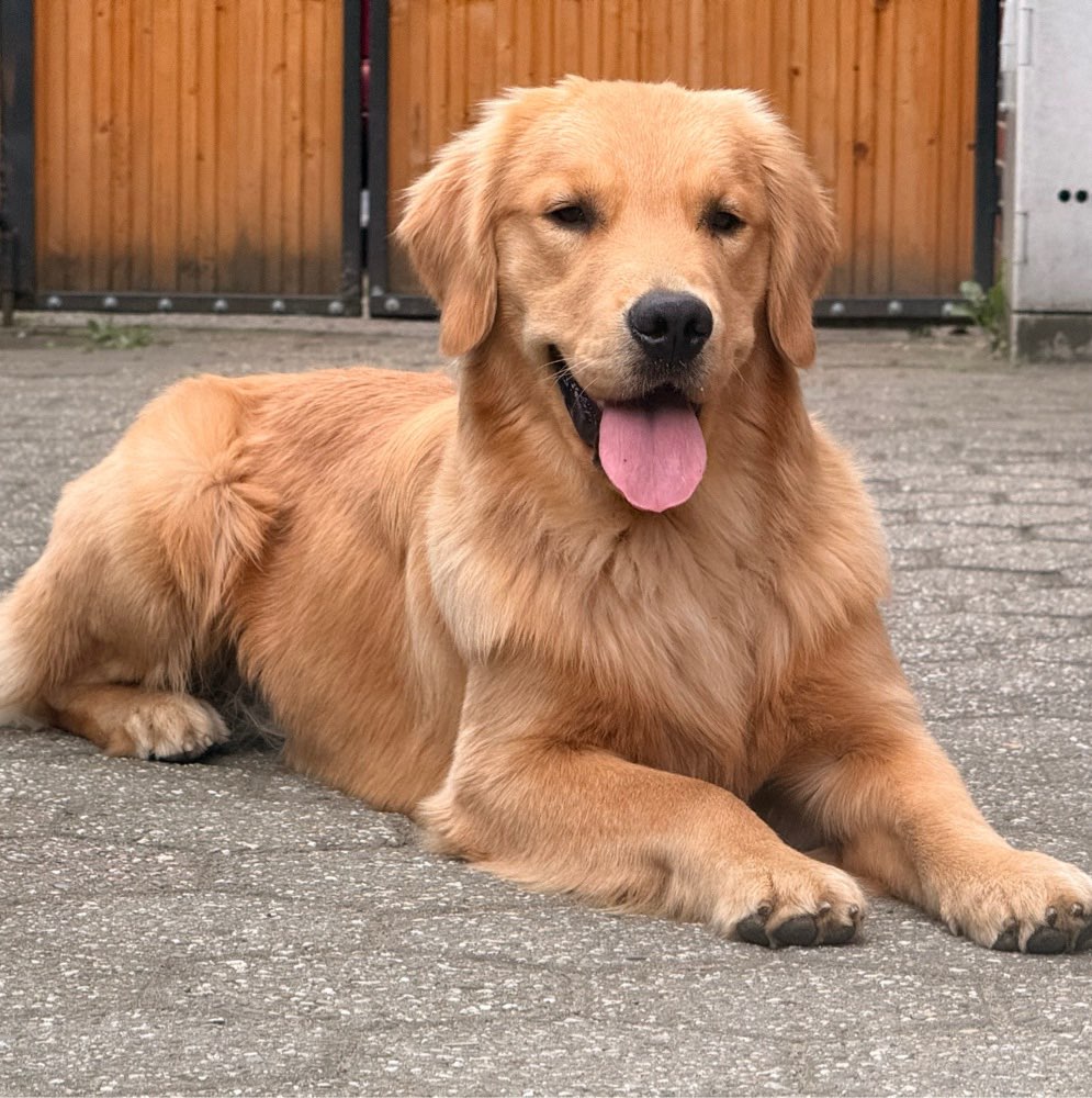 Hundetreffen-Junghunde zum gemeinsamen Training oder Austausch gesucht-Profilbild