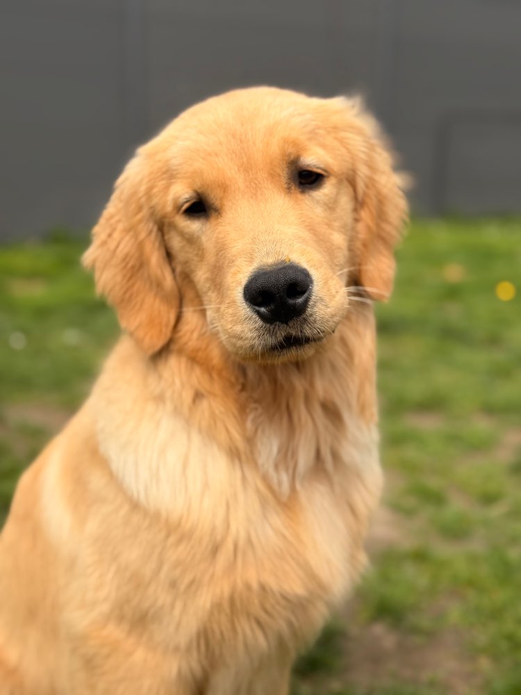 Hundetreffen-Junghunde zum gemeinsamen Training oder Austausch gesucht-Profilbild