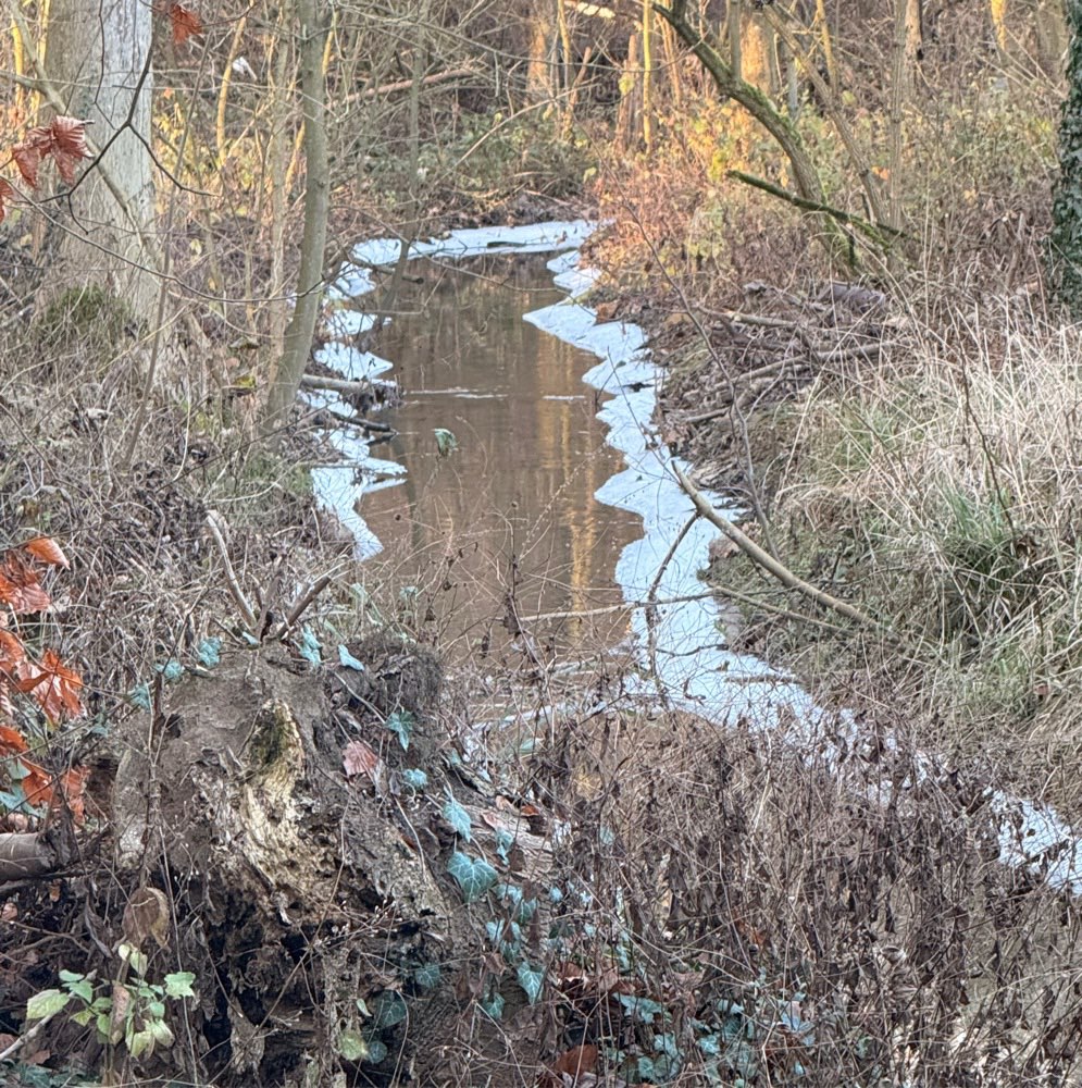 Hundetreffen-Spaziergang Bekanntschaften/ Trainingspartner-Profilbild