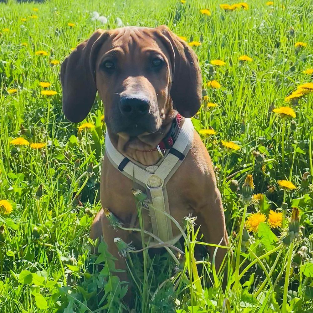 Hundetreffen-Spielkameraden für unseren Rhodesian Ridgeback Junghund gesucht-Profilbild