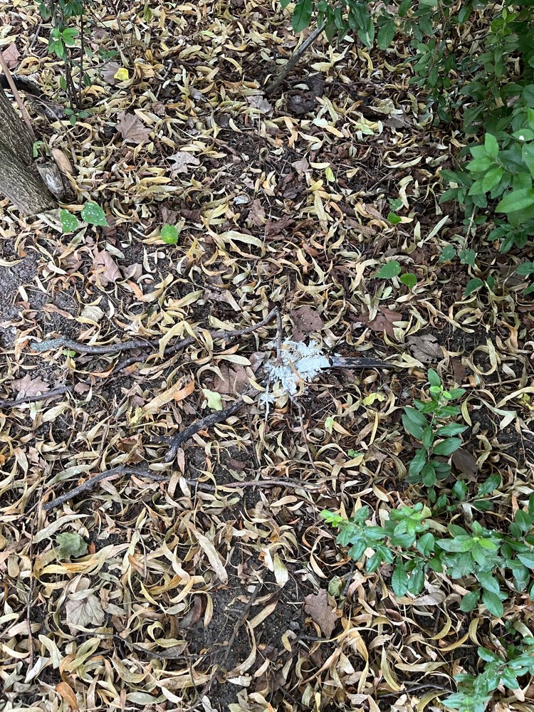 Giftköder-Streugift-Profilbild