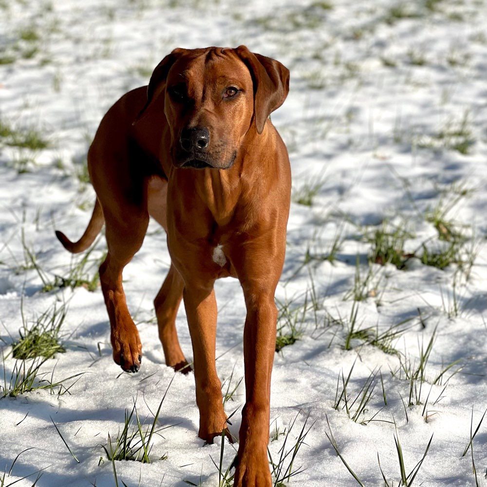 Hundetreffen-Hundetreffen zum Spielen und Üben… wir sind noch in der Hundeschule :)-Profilbild