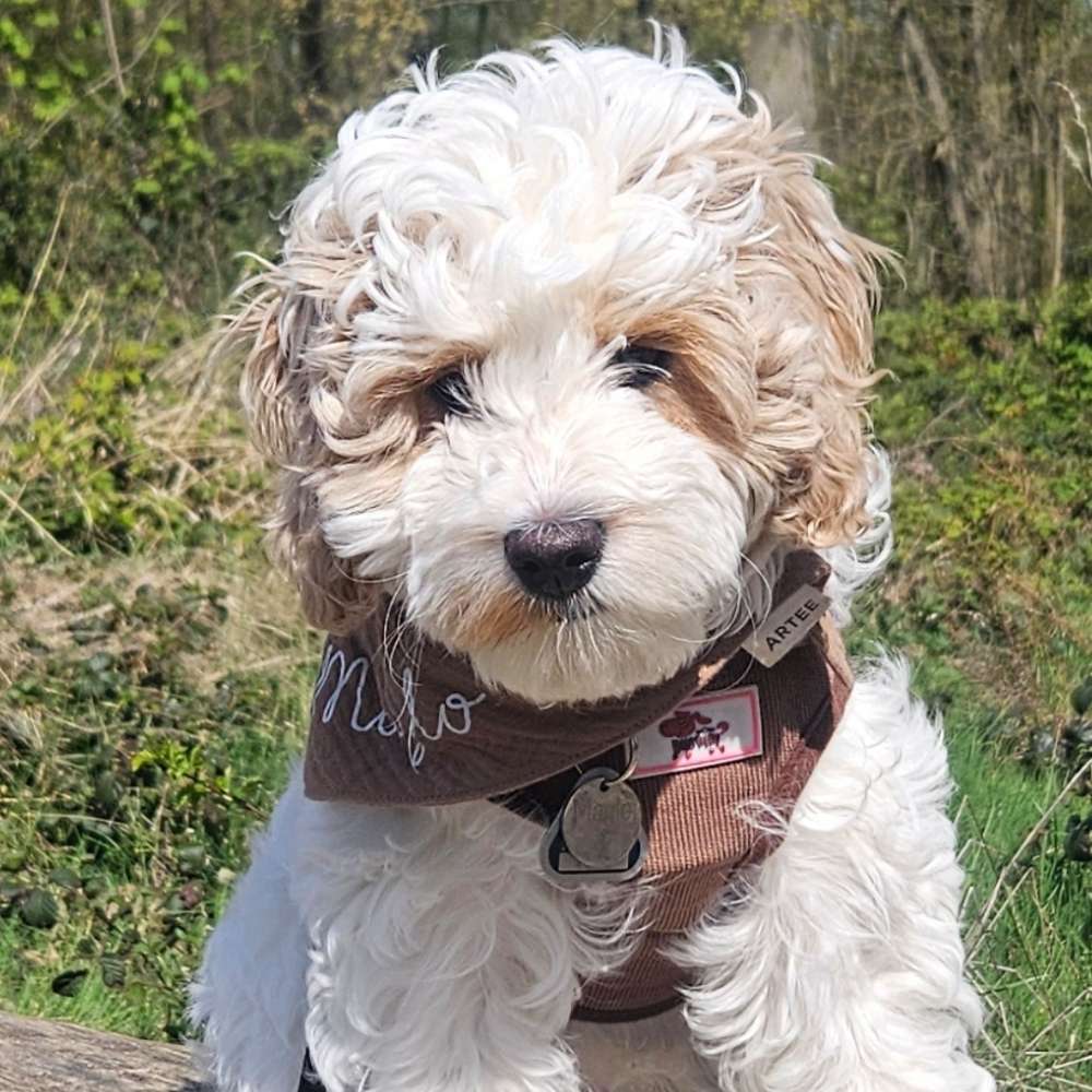 Hundetreffen-Welpen und Junghunde-Profilbild