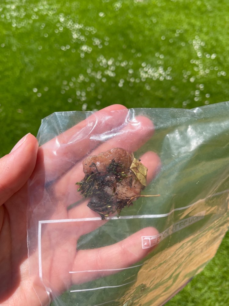 Giftköder-Rohes Fleisch-Profilbild