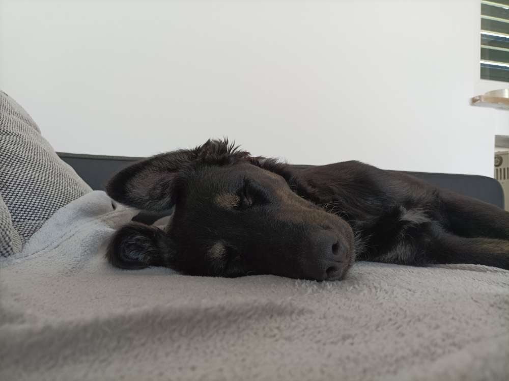 Hundetreffen-Traningspartner / Gassibegleiter / Spielgefährten gesucht-Profilbild