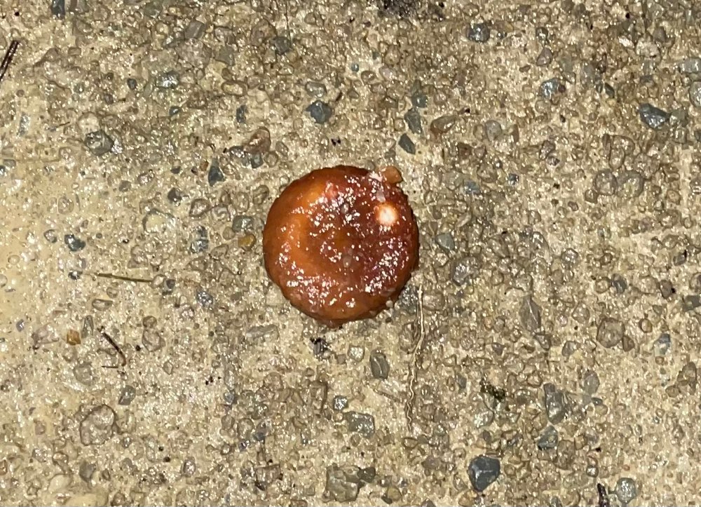 Giftköder-Möglicher Giftköder?-Profilbild