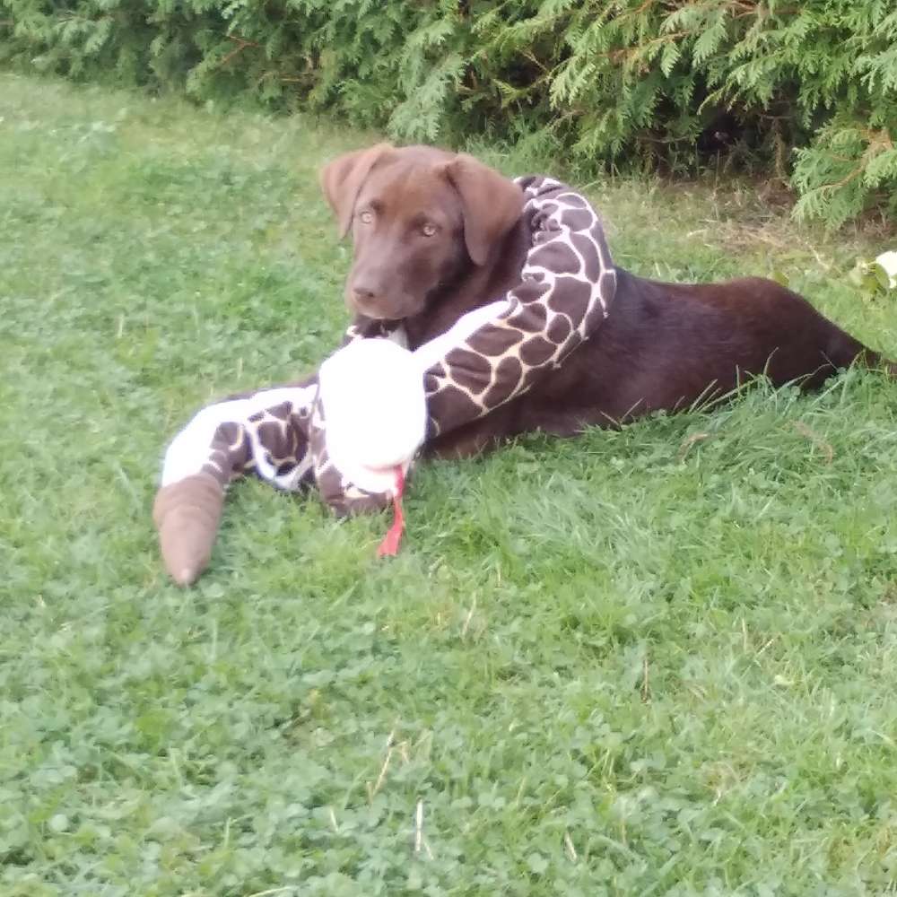 Hundetreffen-Hundetreffen Zorneding-Profilbild