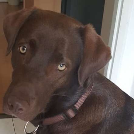 Hundetreffen-Treffen Junghunde-Profilbild