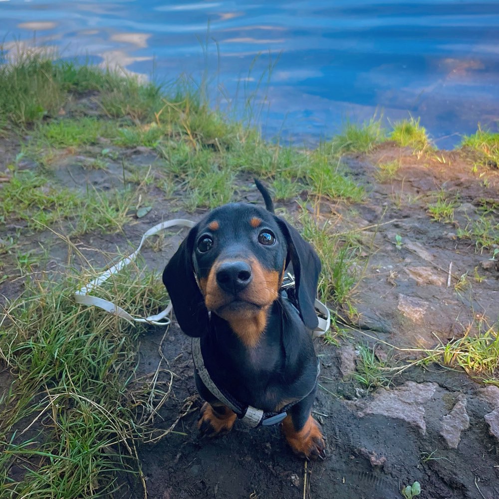 Hundetreffen-Welpentreffen-Profilbild