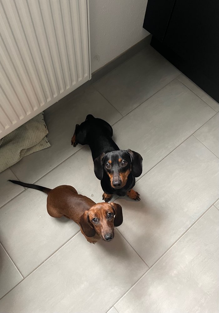 Hundetreffen-Social Walk-Profilbild