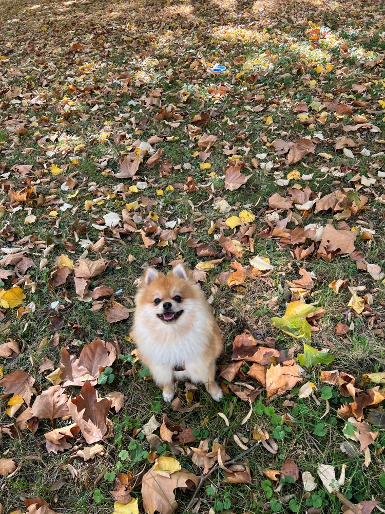 Hundetreffen-Pomeranian/ Zwergspitz in Frankfurt-Profilbild