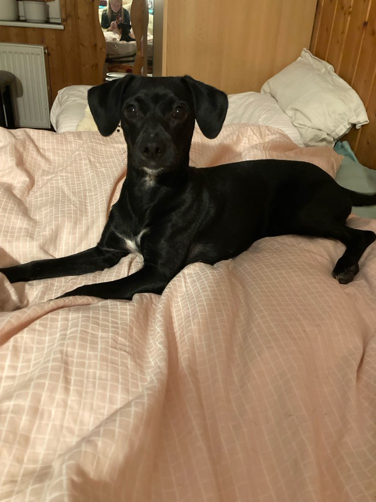 Hundetreffen-Gassirunde bzw. Spielrunde-Profilbild