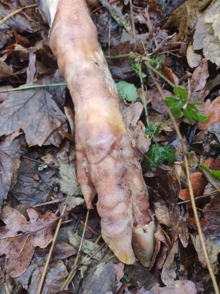 Giftköder-Fleischreste im Wald-Profilbild