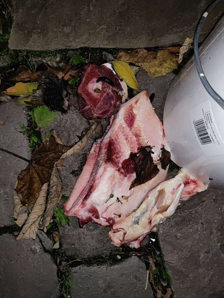 Giftköder-Fleischabfälle am Burggraben-Profilbild