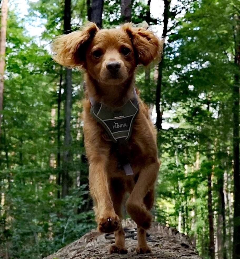 Hundetreffen-Hundetreff-Profilbild