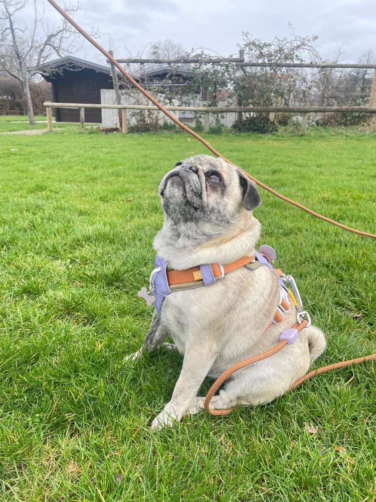 Hundetreffen-Gemeinsame Spaziergänge-Profilbild