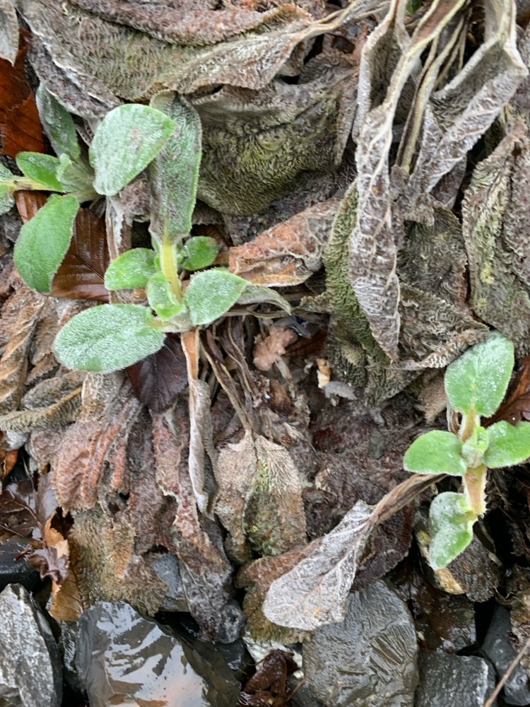 Giftköder-Giftköder unter Busch-Profilbild