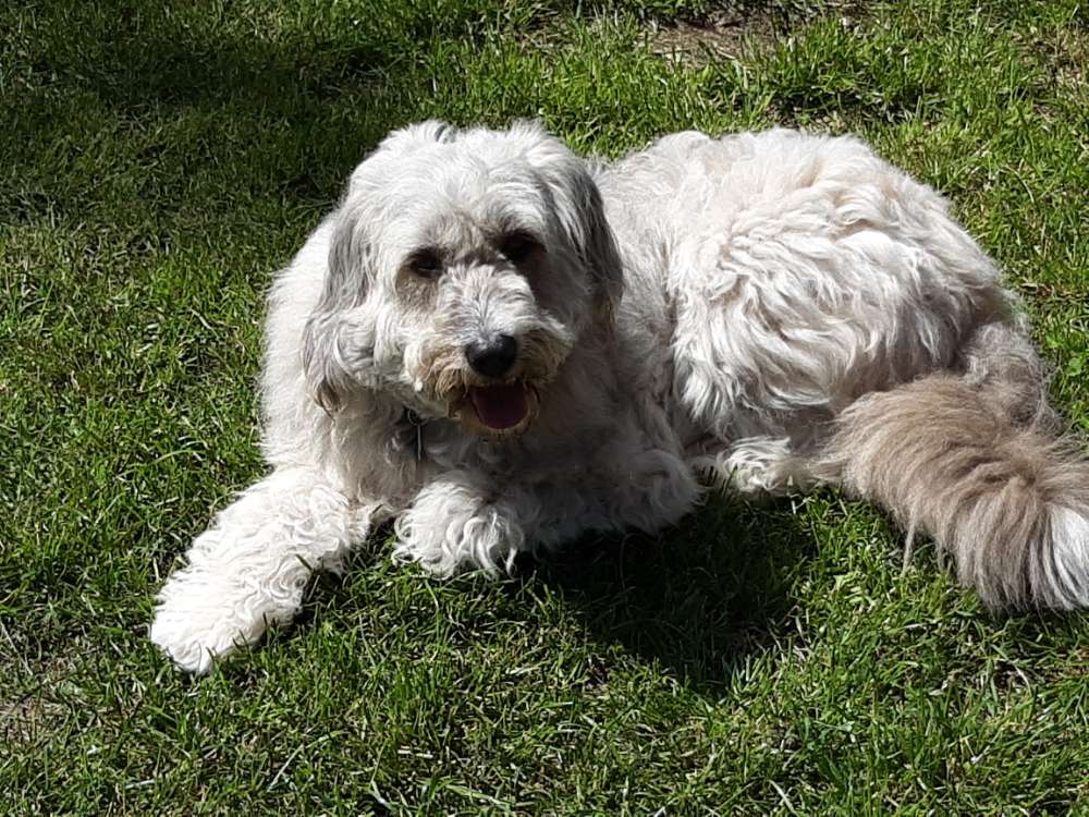 Hundetreffen-Gassirunde in 94513 Schönberg-Profilbild